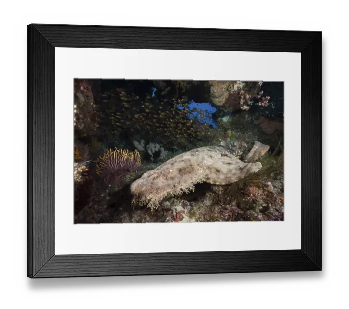 Framed Print : Fringed Wobbegong, Eucrossorhinus dasypogon Framed Print : Fringed Wobbegong, Eucrossorhinus dasypogon