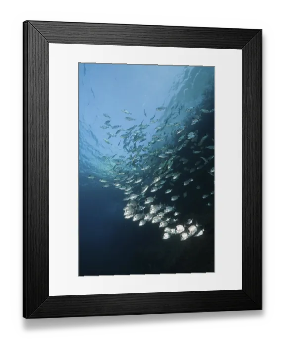Framed Print : Two-banded bream, Diplodus vulgaris