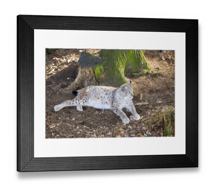 Framed Print : Lynx, Felis lynx, Germany, Bavaria Framed Print : Lynx, Felis lynx, Germany, Bavaria