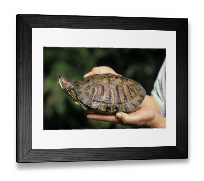 Framed Print : Red-eared Turtle in hand, Belgium (Trachemys scripta elegans) (Pseudemys scripta elegans)