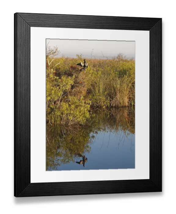 Framed Print : Anhinga Trail, Anhinga or American Darter (Anhinga anhinga) Framed Print : Anhinga Trail, Anhinga or American Darter (Anhinga anhinga)