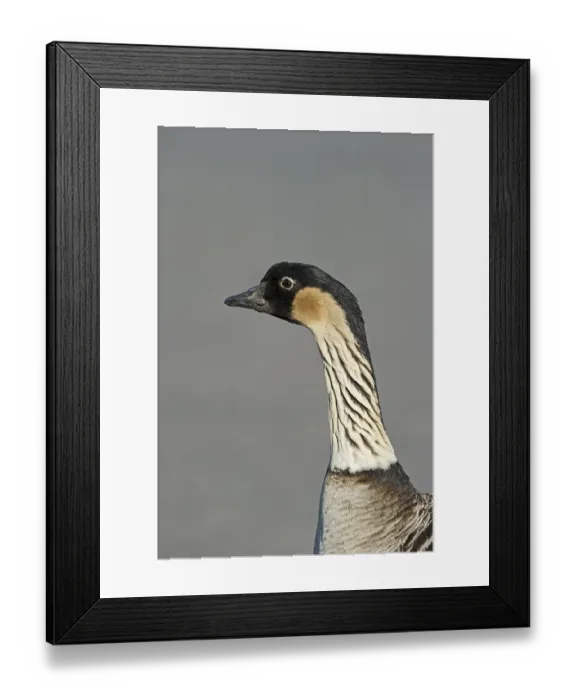 Framed Print : Nene or Hawaiian Goose, (Branta sandvicensis)