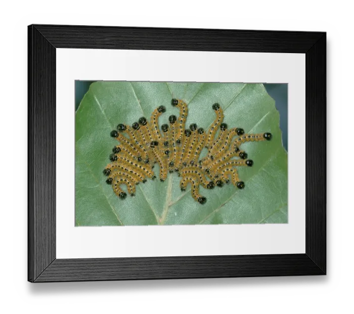 Framed Print : Buff-tip (Phalera bucephala) caterpillars Framed Print : Buff-tip (Phalera bucephala) caterpillars