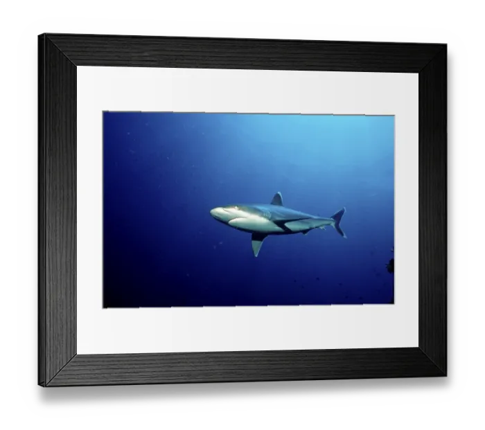 Framed Print : Silvertip Shark (Carcharhinus albimarginatus) Framed Print : Silvertip Shark (Carcharhinus albimarginatus)