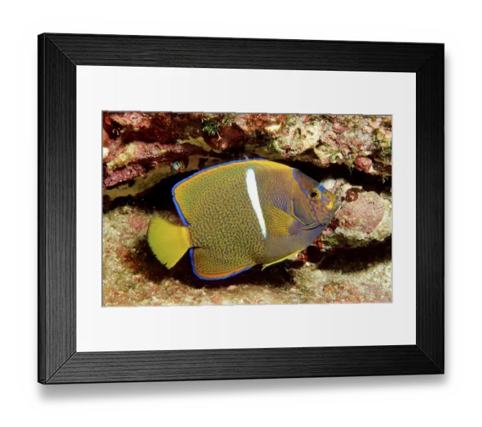 Framed Print : Galapagos angelfish, juvenile, Cocos Island (Holocanthus passer) Framed Print : Galapagos angelfish, juvenile, Cocos Island (Holocanthus passer)