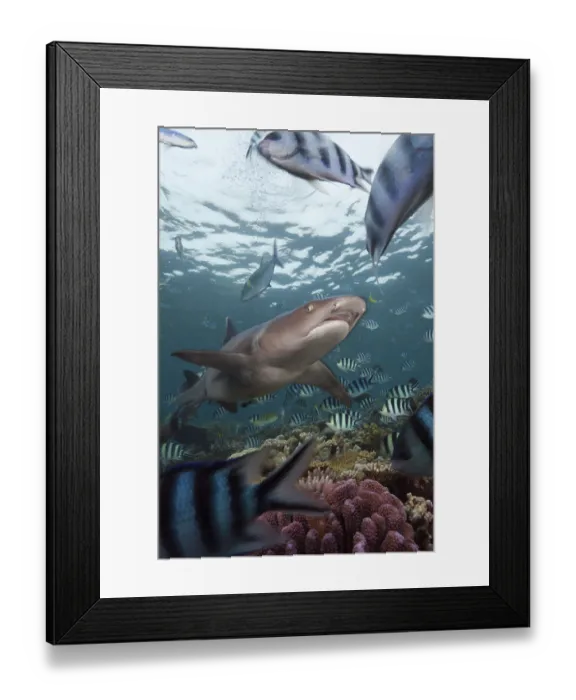 Framed Print : Whitetip Reef Shark (Triaenodon obesus) Framed Print : Whitetip Reef Shark (Triaenodon obesus)