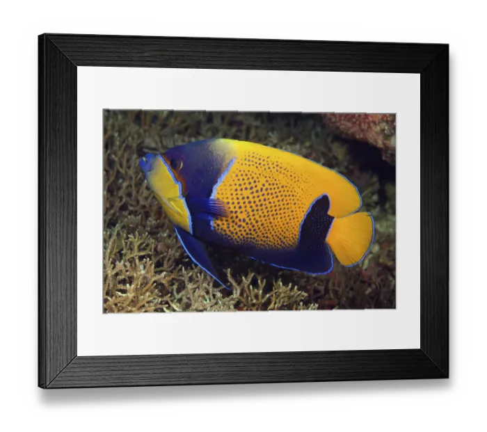 Framed Print : Blue-girdled angelfish (Pomacanthus navarchus) Framed Print : Blue-girdled angelfish (Pomacanthus navarchus)