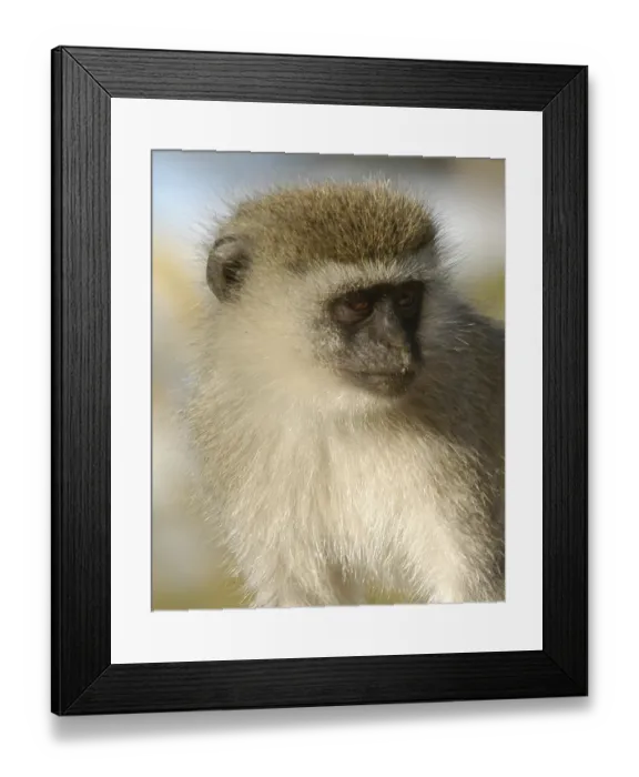 Framed Print : Guenon, Serengeti National Park, Tanzania, Africa
