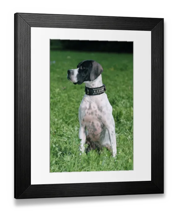 Framed Print : English pointer, collar