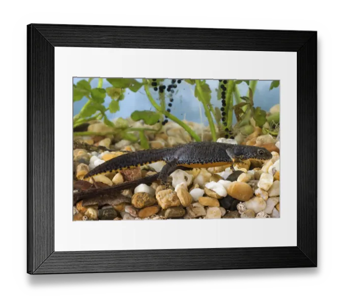 Framed Print : Alpine newt (Triturus alpestris), female