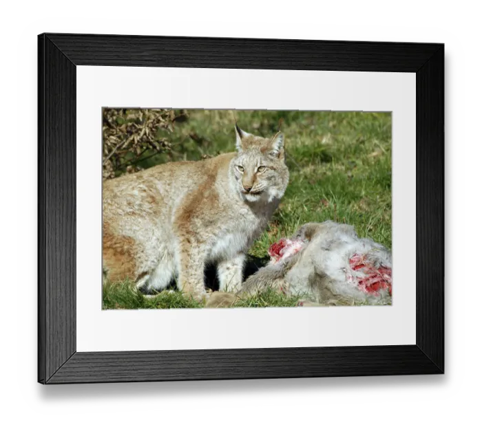 Framed Print : Lynx (Lynx lynx) at a zoo in Germany, Europe Framed Print : Lynx (Lynx lynx) at a zoo in Germany, Europe
