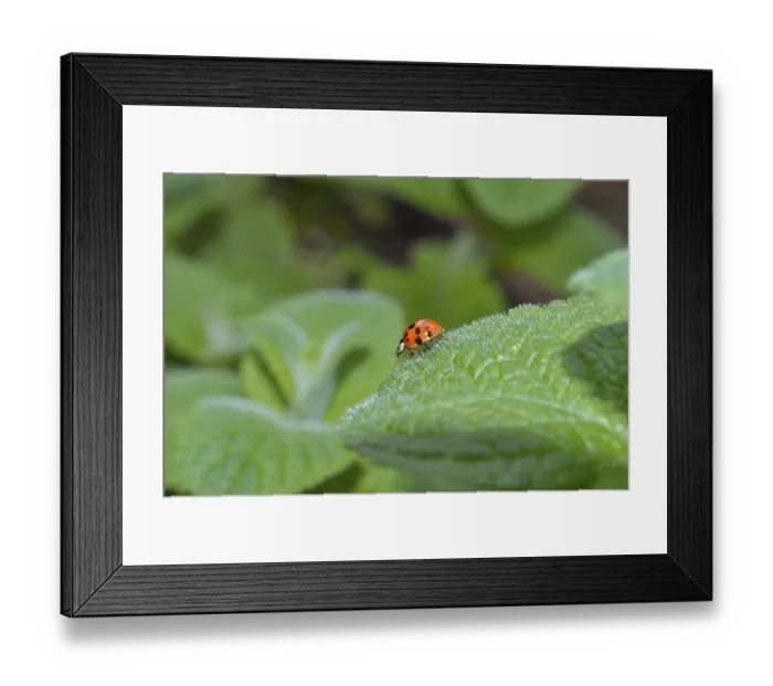 Framed Print : Ladybird, asian lady beetle (Harmonia axyridis)