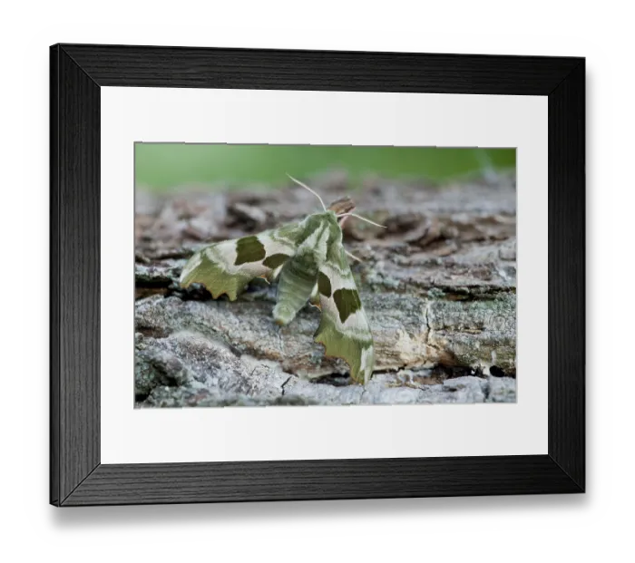 Framed Print : Lime Hawk-moth (Mimas tiliae) Rhineland-Palatinate