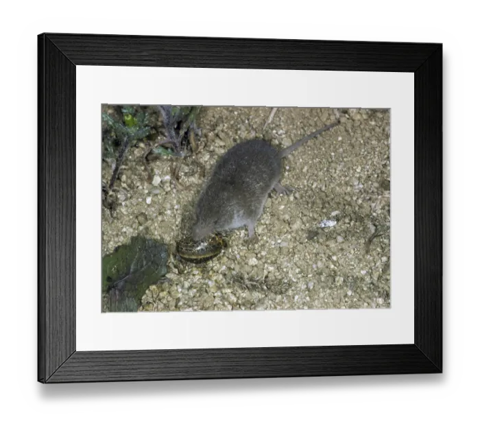 Framed Print : Common White-toothed Shrew (Crocidura russula) adult Framed Print : Common White-toothed Shrew (Crocidura russula) adult