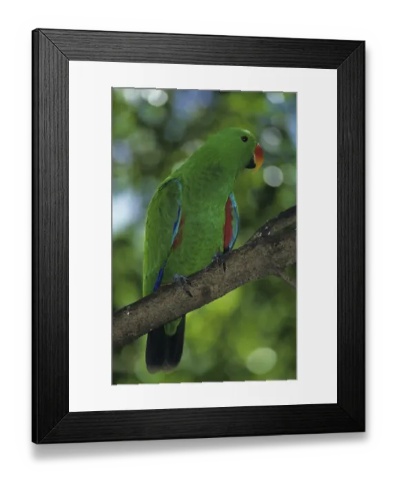 Framed Print : Eclectus Parrot (Eclectus roratus)