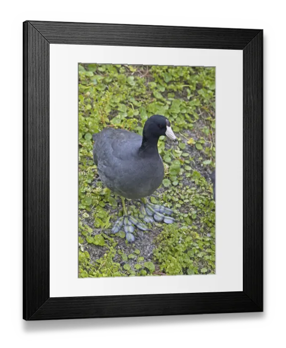 Framed Print : American Coot (Fulica americana) adult