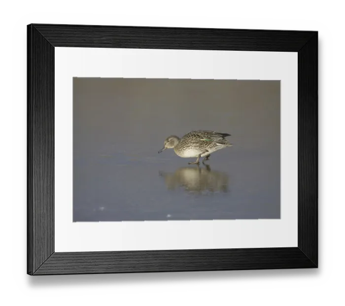 Framed Print : Common Teal (Anas crecca), adult female