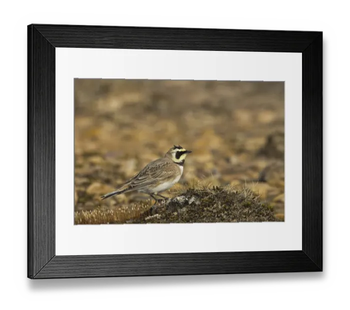 Framed Print : Shore Lark (Eremophila alpestris)