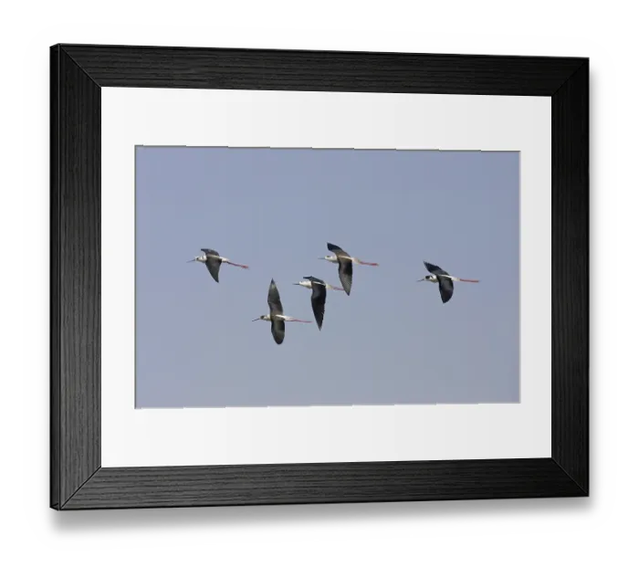 Framed Print : Black-winged Stilt (Himantopus himantopus)