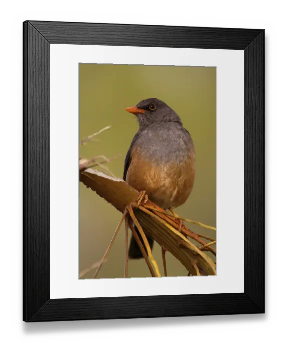 Framed Print : Mountain Thrush (Turdus abyssinicus)