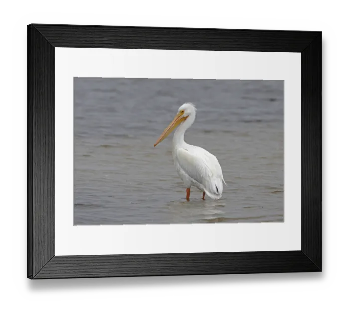 Framed Print : American White Pelican (Pelecanus erythrorhynchos) Framed Print : American White Pelican (Pelecanus erythrorhynchos)