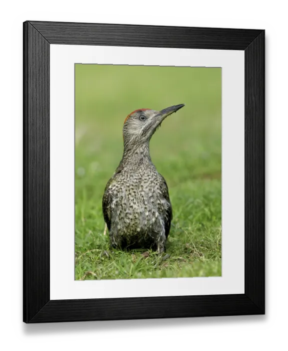 Framed Print : Green Woodpecker (Picus viridis)