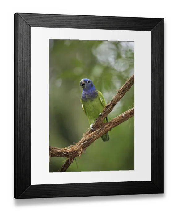 Framed Print : Blue-headed Parrot (Pionus menstruus) Framed Print : Blue-headed Parrot (Pionus menstruus)