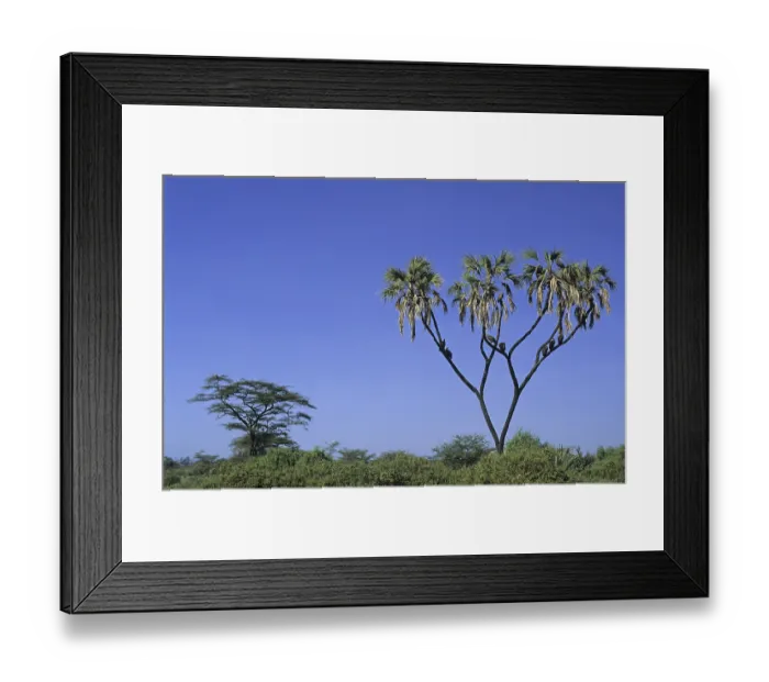 Framed Print : Doum Palm (Hyphaene thebaica), with White-backed Vultures