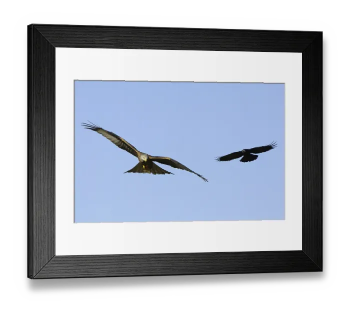 Framed Print : Red Kite (Milvus milvus), adult Framed Print : Red Kite (Milvus milvus), adult