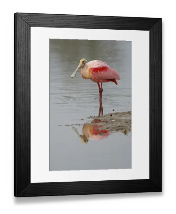 Framed Print : Roseate Spoonbill (Ajaia ajaja) Framed Print : Roseate Spoonbill (Ajaia ajaja)
