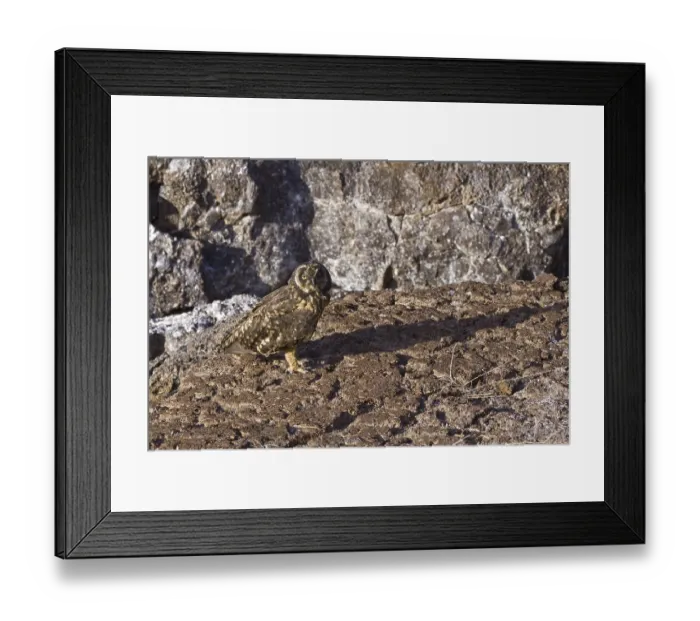 Framed Print : Galapagos Short Eared Owl (Asio flammeus galapagoensis)