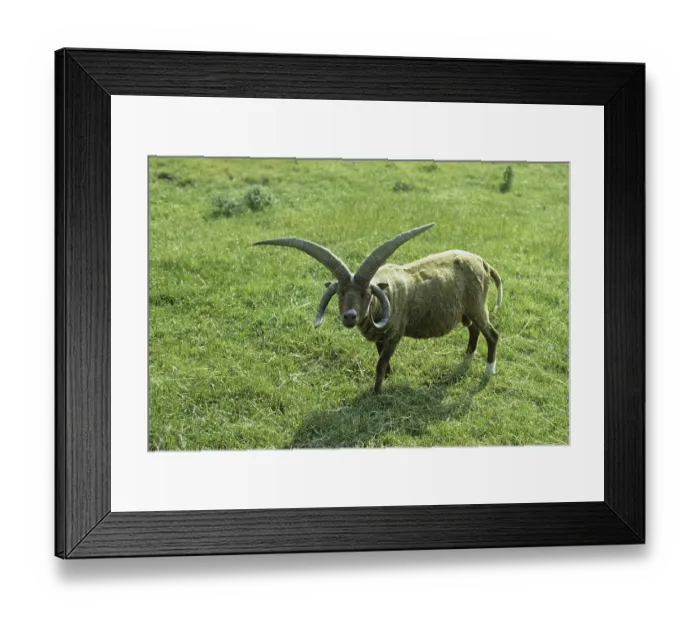 Framed Print : Manx Loghtan sheep, ram