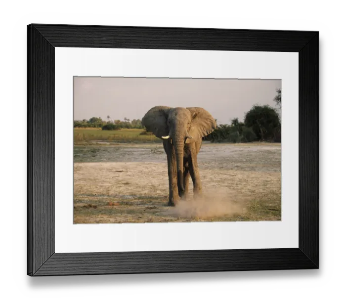Framed Print : African Elephant (Loxodonta africana) Framed Print : African Elephant (Loxodonta africana)