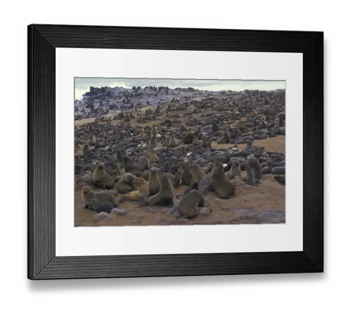 Framed Print : Cape Fur Seal (Arctocephalus pusillus) breeding colony at Cape Cross Framed Print : Cape Fur Seal (Arctocephalus pusillus) breeding colony at Cape Cross