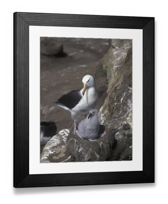 Framed Print : Black-browed Albatross (Diomedea melanophris)