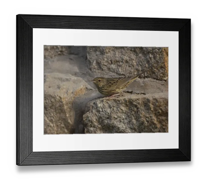 Framed Print : Lanceolated Warbler (Locustella lanceolata) Framed Print : Lanceolated Warbler (Locustella lanceolata)