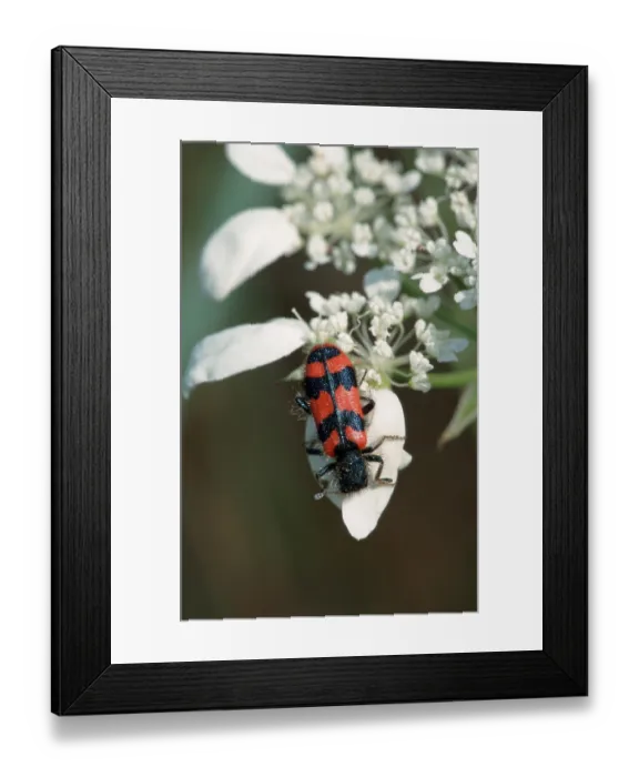 Framed Print : Bee Beetle (Trichodes apiarius)