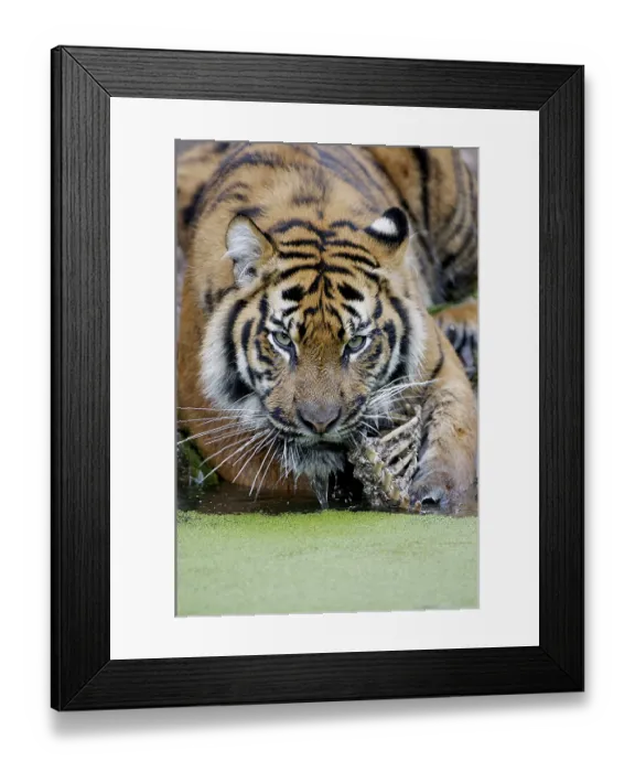 Framed Print : Sumatran Tiger (Panthera tigris sumatrae)