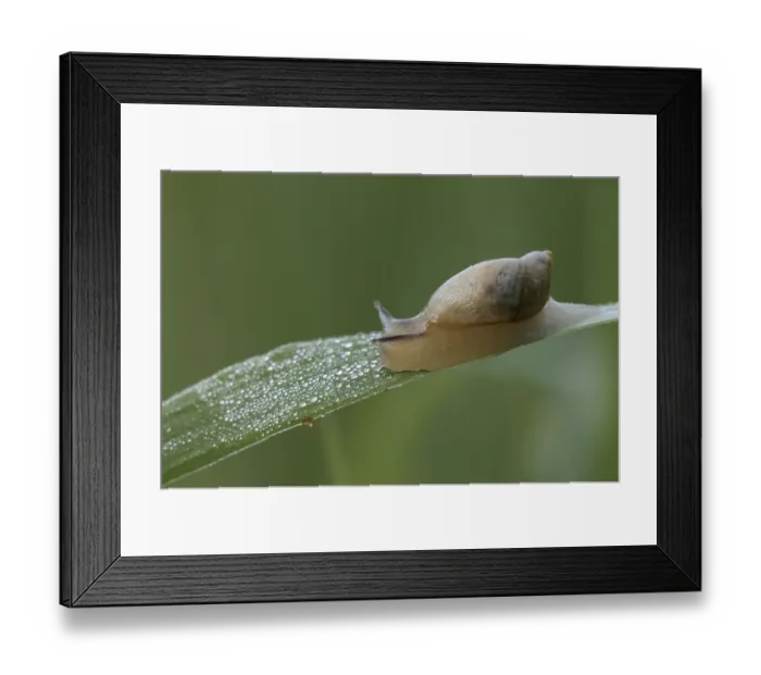 Framed Print : Amber snail, common amber snail (Succinea putris)