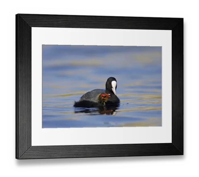 Framed Print : Eurasian Coot (Fulica atra) with chick Framed Print : Eurasian Coot (Fulica atra) with chick