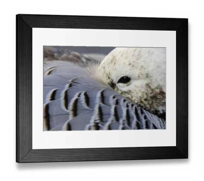 Framed Print : Emperor Goose (Anser canagicus)