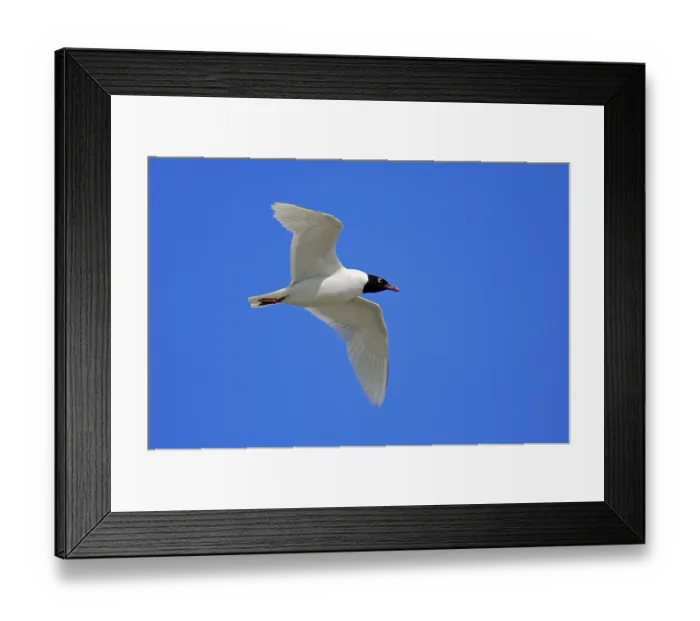 Framed Print : Mediterranean gull (Larus melanocephalus)