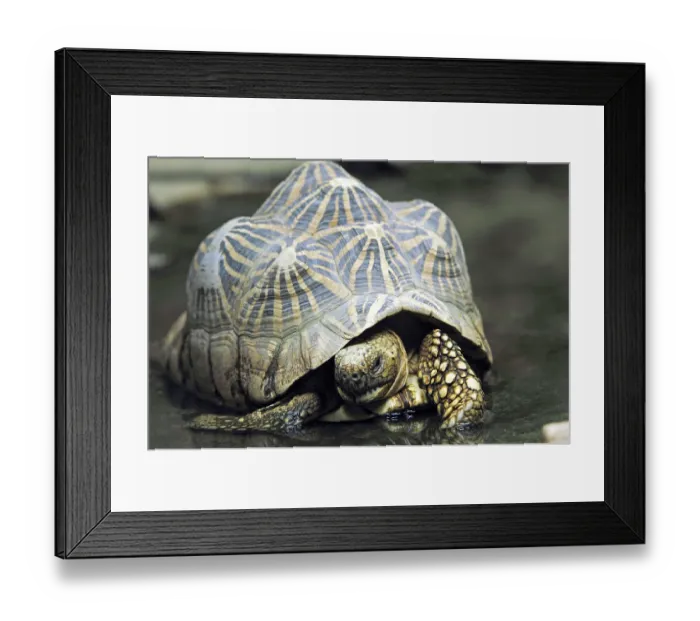 Framed Print : Indian star tortoise (Geochelone elegans) (Testudo elegans) Framed Print : Indian star tortoise (Geochelone elegans) (Testudo elegans)