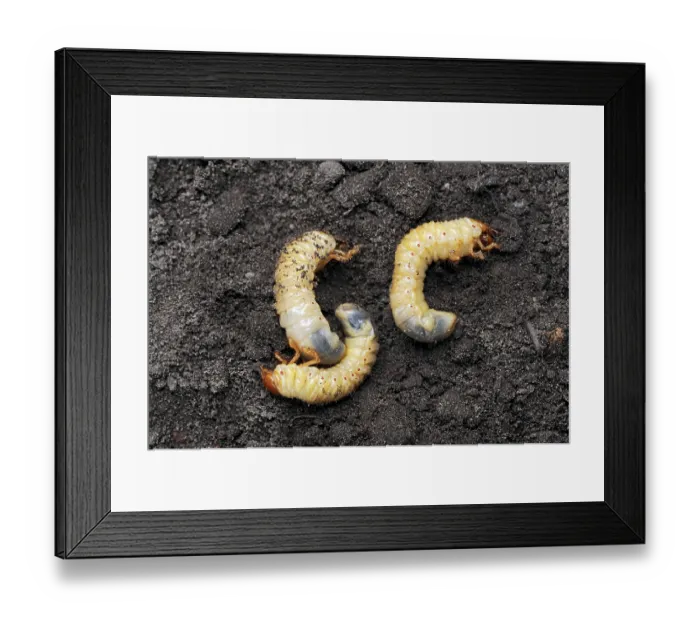Framed Print : Common Cockchafer (Melolontha melolontha) Framed Print : Common Cockchafer (Melolontha melolontha)