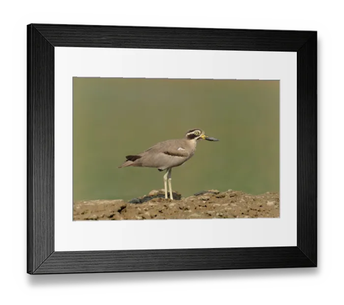 Framed Print : Great Thick-knee (Burhinus recurvirostris) Uttar Pradesh Framed Print : Great Thick-knee (Burhinus recurvirostris) Uttar Pradesh