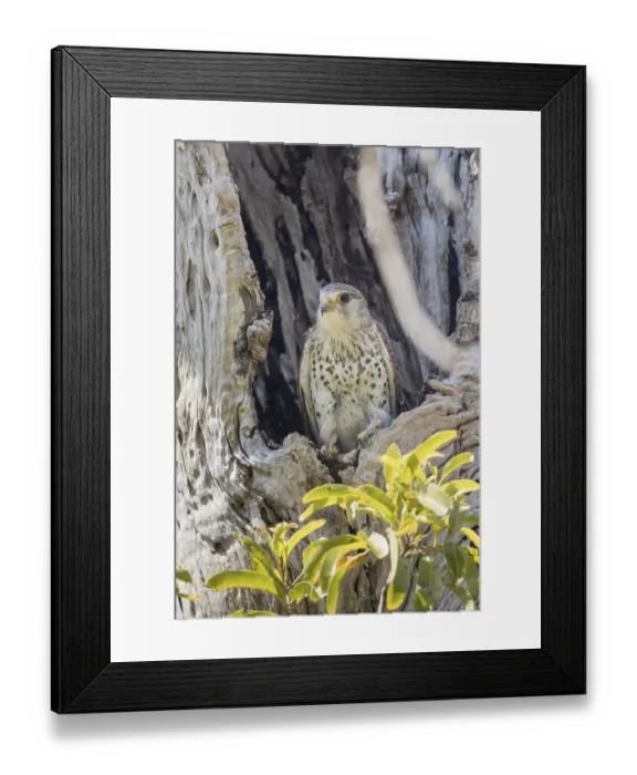 Framed Print : Malagasy kestrel (Falco newtoni) in a hollow tree Framed Print : Malagasy kestrel (Falco newtoni) in a hollow tree
