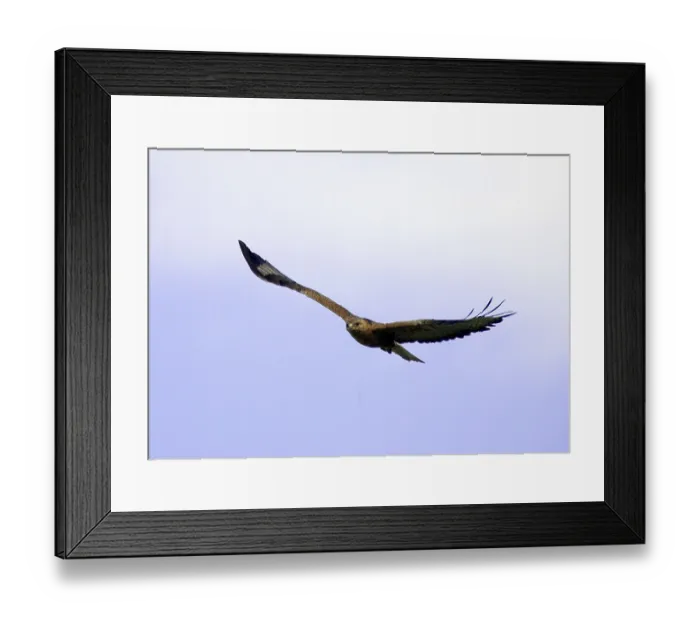 Framed Print : Long-legged Buzzard (Buteo rufinus), Bulgaria