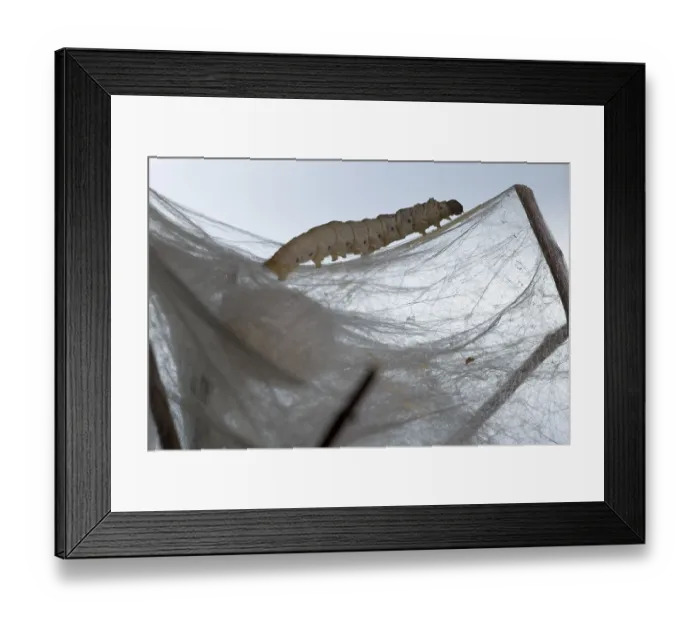 Framed Print : Mulberry silkworm moth, larva spinning cocoon (Bombyx mori)