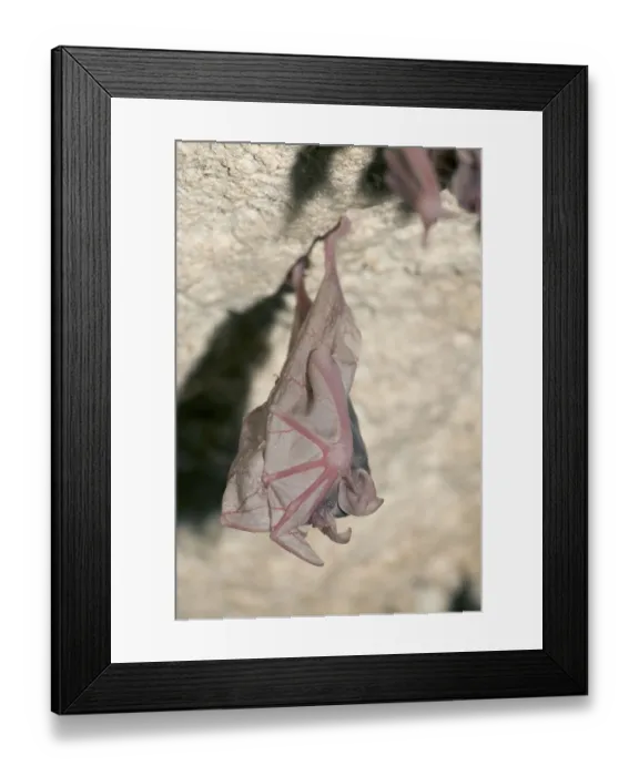 Framed Print : Greater Horseshoe Bat (Rhinolophus ferrumequinum)