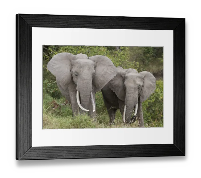 Framed Print : African elephant (Loxodonta africana) Elephant